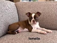 Chiots Boston Terrier