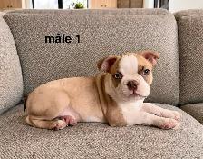 Chiots Boston Terrier - Photo 2