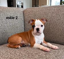 Chiots Boston Terrier - Photo 3