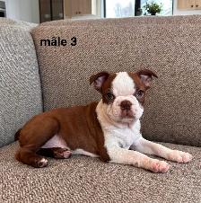 Chiots Boston Terrier - Photo 4