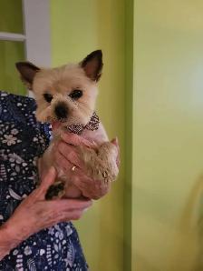 toilettage a domicile chien chat et lapins - Photo 4