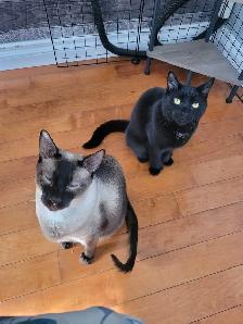 toilettage a domicile chien chat et lapins - Photo 5