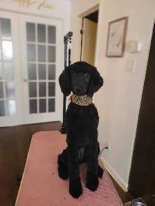 toilettage a domicile chien chat et lapins - Photo 7
