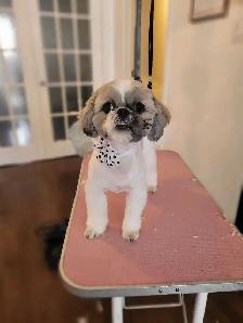 toilettage a domicile chien chat et lapins - Photo 8