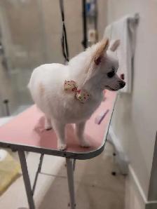 toilettage a domicile chien chat et lapins - Photo 10