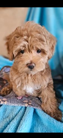 Maltipoo Puppies