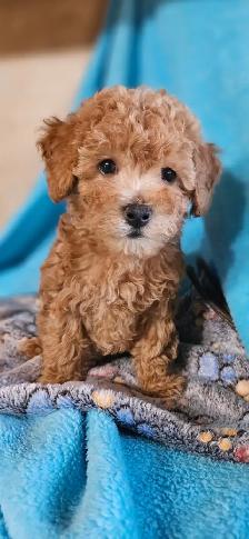 Maltipoo Puppies - Photo 2