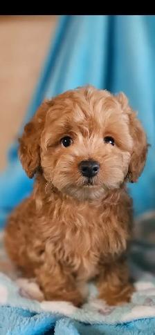 Maltipoo Puppies - Photo 3
