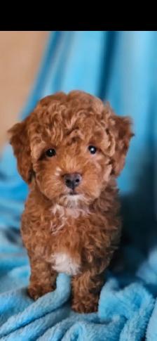 Maltipoo Puppies - Photo 4