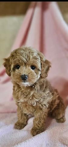 Maltipoo Puppies - Photo 5