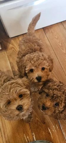Maltipoo Puppies - Photo 6
