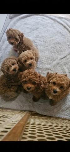 Maltipoo Puppies - Photo 7