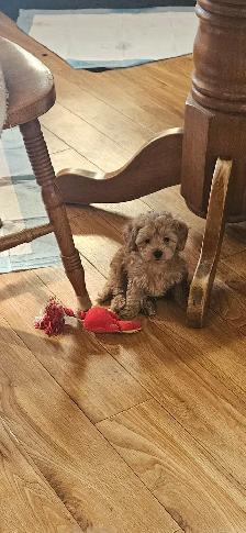 Maltipoo Puppies - Photo 8
