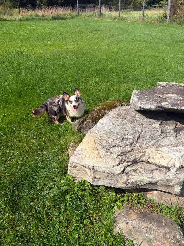 Corgi couple