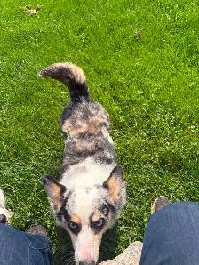 Corgi couple - Photo 3