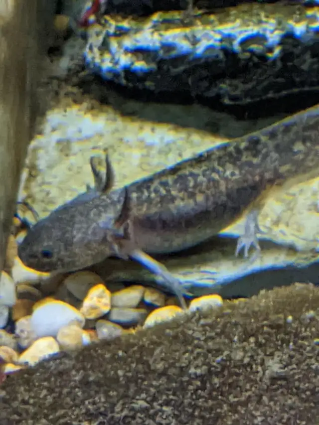 Wild Type Axolotl