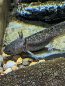 Wild Type Axolotl