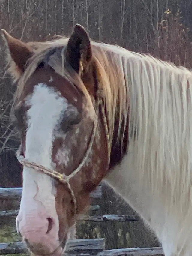 2year old paint horse
