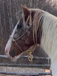 2year old paint horse - Photo 2