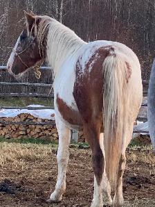 2year old paint horse - Photo 3