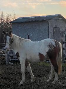 2year old paint horse - Photo 4