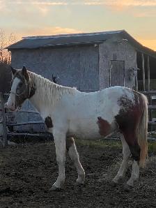 2year old paint horse - Photo 5