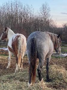 2year old paint horse - Photo 6
