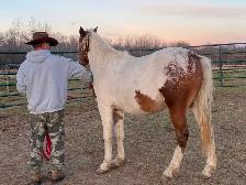 2year old paint horse - Photo 7