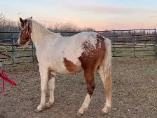 2year old paint horse - Photo 8