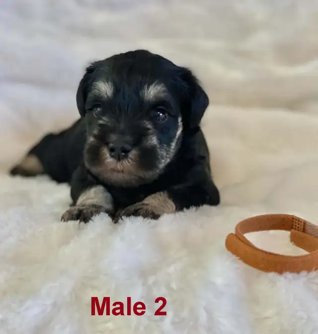 Beautiful miniature schnauzers