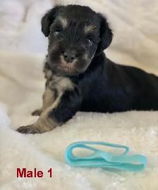 Beautiful miniature schnauzers - Photo 2