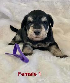 Beautiful miniature schnauzers - Photo 3