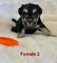 Beautiful miniature schnauzers - Photo 4