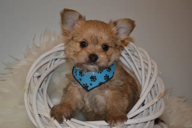 Chiots Morkie x Shih-Tzu