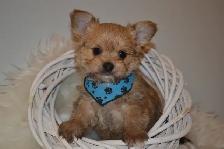 Chiots Morkie x Shih-Tzu