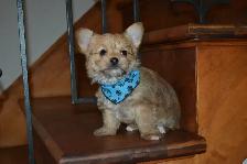 Chiots Morkie x Shih-Tzu - Photo 2