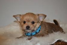 Chiots Morkie x Shih-Tzu - Photo 3