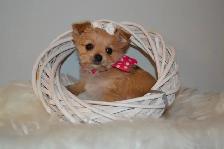 Chiots Morkie x Shih-Tzu - Photo 4
