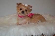 Chiots Morkie x Shih-Tzu - Photo 5