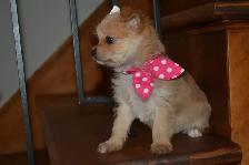 Chiots Morkie x Shih-Tzu - Photo 6