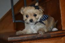 Chiots Morkie x Shih-Tzu - Photo 7