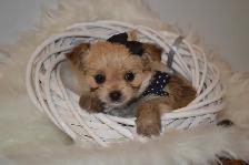 Chiots Morkie x Shih-Tzu - Photo 8