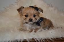 Chiots Morkie x Shih-Tzu - Photo 9