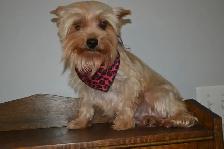 Chiots Morkie x Shih-Tzu - Photo 10