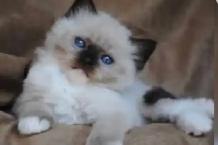 GORGEOUS BABY BICOLOR WHITEMITTTED RAGDOLLS!! - Photo 4