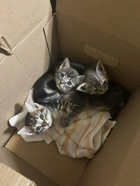 Free kittens please take as soon as possible