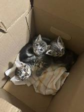 Free kittens please take as soon as possible