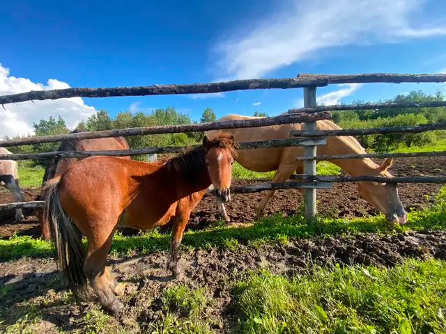 Yearling pony
