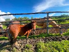 Yearling pony