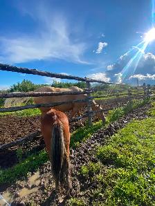 Yearling pony - Photo 2